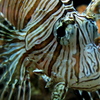 Lion_fish_thumb