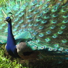 Peacock_thumb
