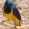 Wee_bitty_psycho_birdy_thumb