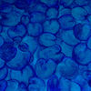 Sch-blue-450_thumb
