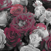 Img_5862_card