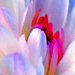 Flower5orig4x_square