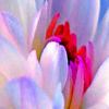 Flower5orig4x_thumb