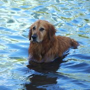 Golden_swiming_card