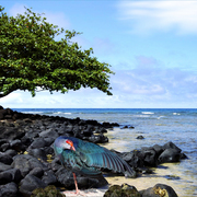 977-seashore_bird_card