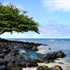 977-seashore_bird_thumb