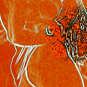 Redflower_card