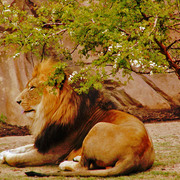 Leo_card
