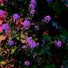 100_6073_thumb
