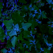 100_6074_card