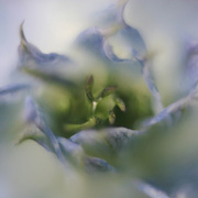 Swirl_card