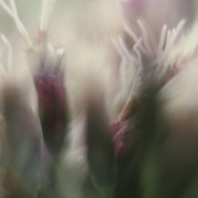 At_dusk_card