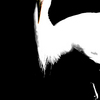 White_bird_still_soft_thumb