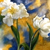 Double_withe_tulips_s_thumb