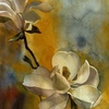 Spring_magnolia_s_thumb