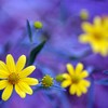 Dsc_00161_yellow_daisy__on_purple_thumb