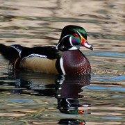 Dsc_0960wood_duck_crop_card