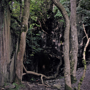 Secret_forest_card