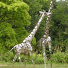Giraffes_stainless_thumb