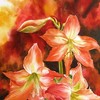 Amarylilis_20x28