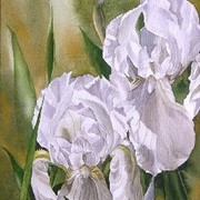 Double_white_irises_12x28