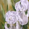 Double_white_irises_12x28
