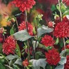 Red_dahlias_24x30_thumb