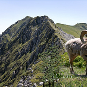 979-big_horn_mountains_card