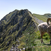 979-big_horn_mountains_thumb