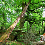 980-red_panda_woods_card