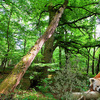 980-red_panda_woods_thumb