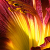 Flames_of_summer_thumb