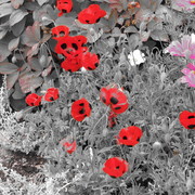 Img_3087_card