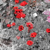Img_3087_thumb