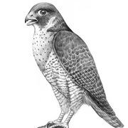 Faucon_pelerin_card