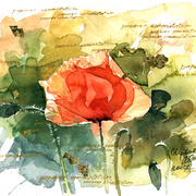 Mohn_gold_kopie_card