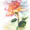 Rose1_kopie_thumb