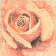 Roseöl_kopie_card