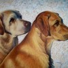 Golden_labs_mom_and_daughter_thumb