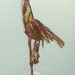 Crane-3_square