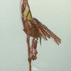 Crane-3_thumb
