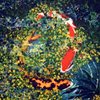 Koi_carp_amid_pond_weed_thumb