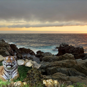982-siberian_shoreline_sunset_card