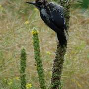 Woodpecker_card