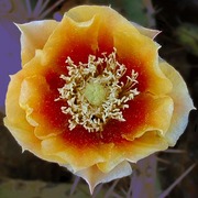 Blossom2_copy_card