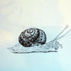 Snail_thumb