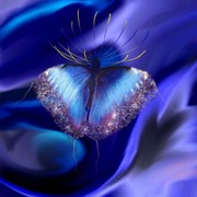 Motyl_card