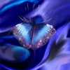Motyl_thumb