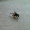 Image004_thumb