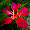 Hiflower1_thumb